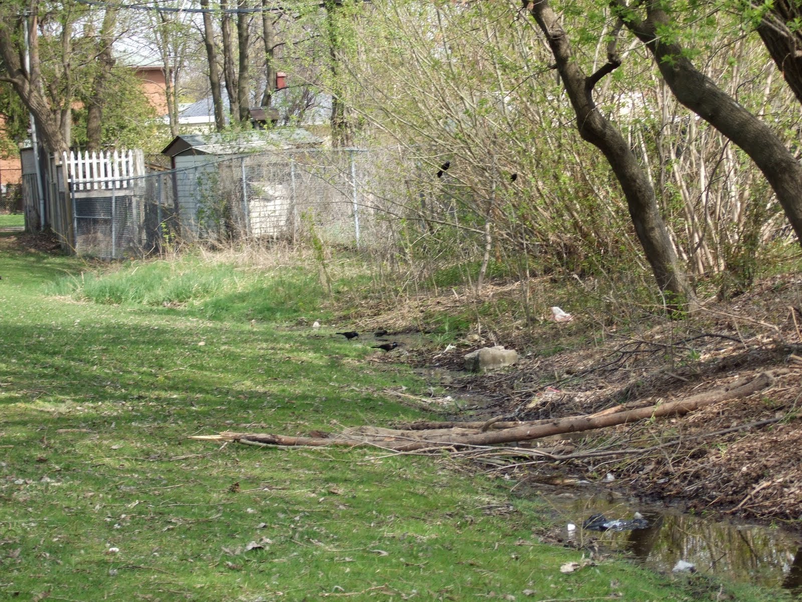 North Creek through Laburnham Park