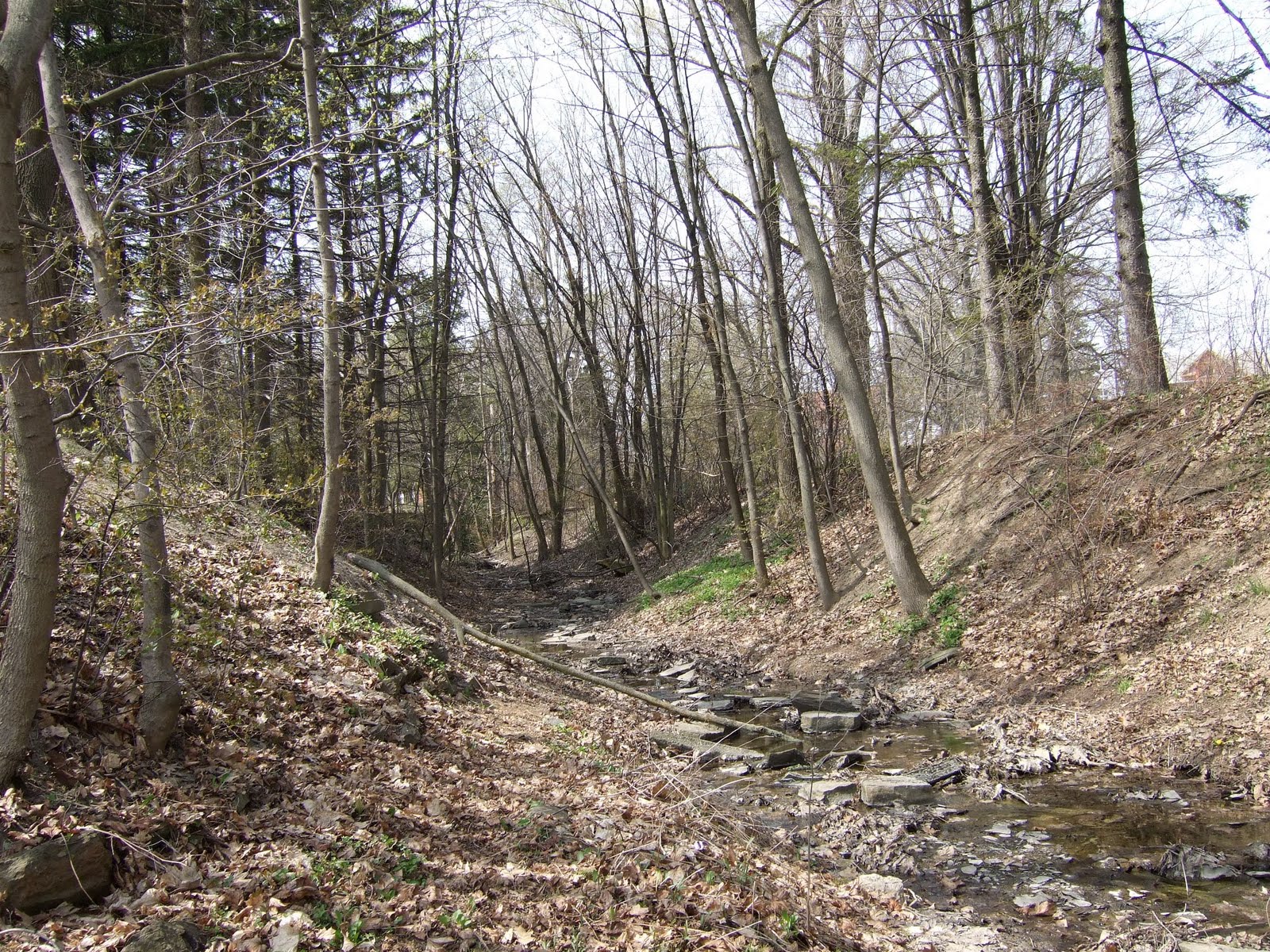 North Creek ravine today